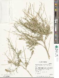 Ambrosia salsola image