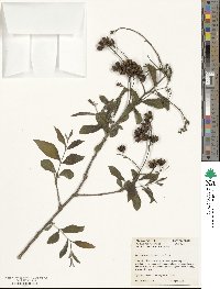 Lagerstroemia limii image