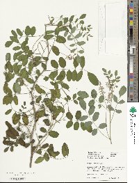 Indigofera balfouriana image