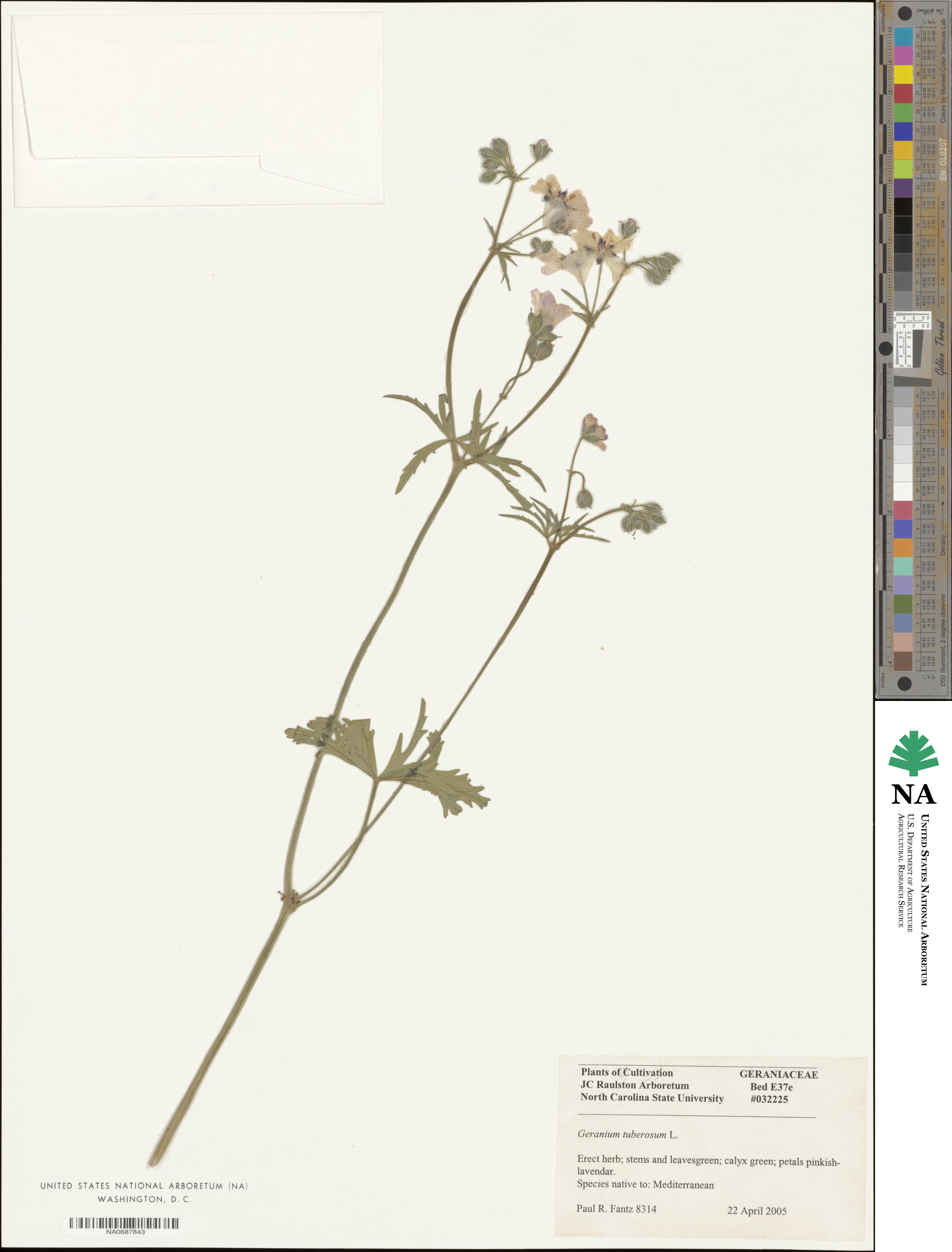 Geranium tuberosum image