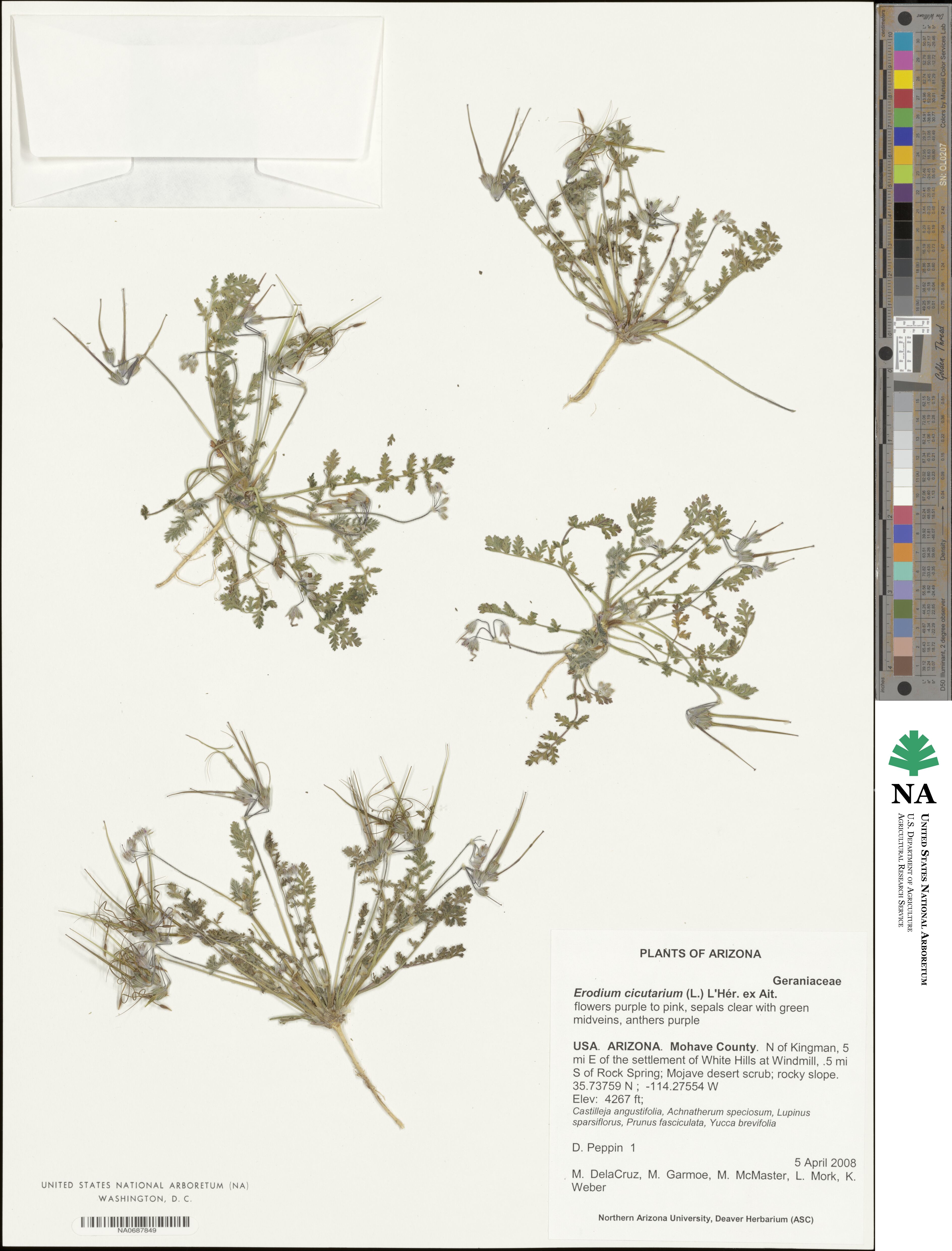 Erodium cicutarium image