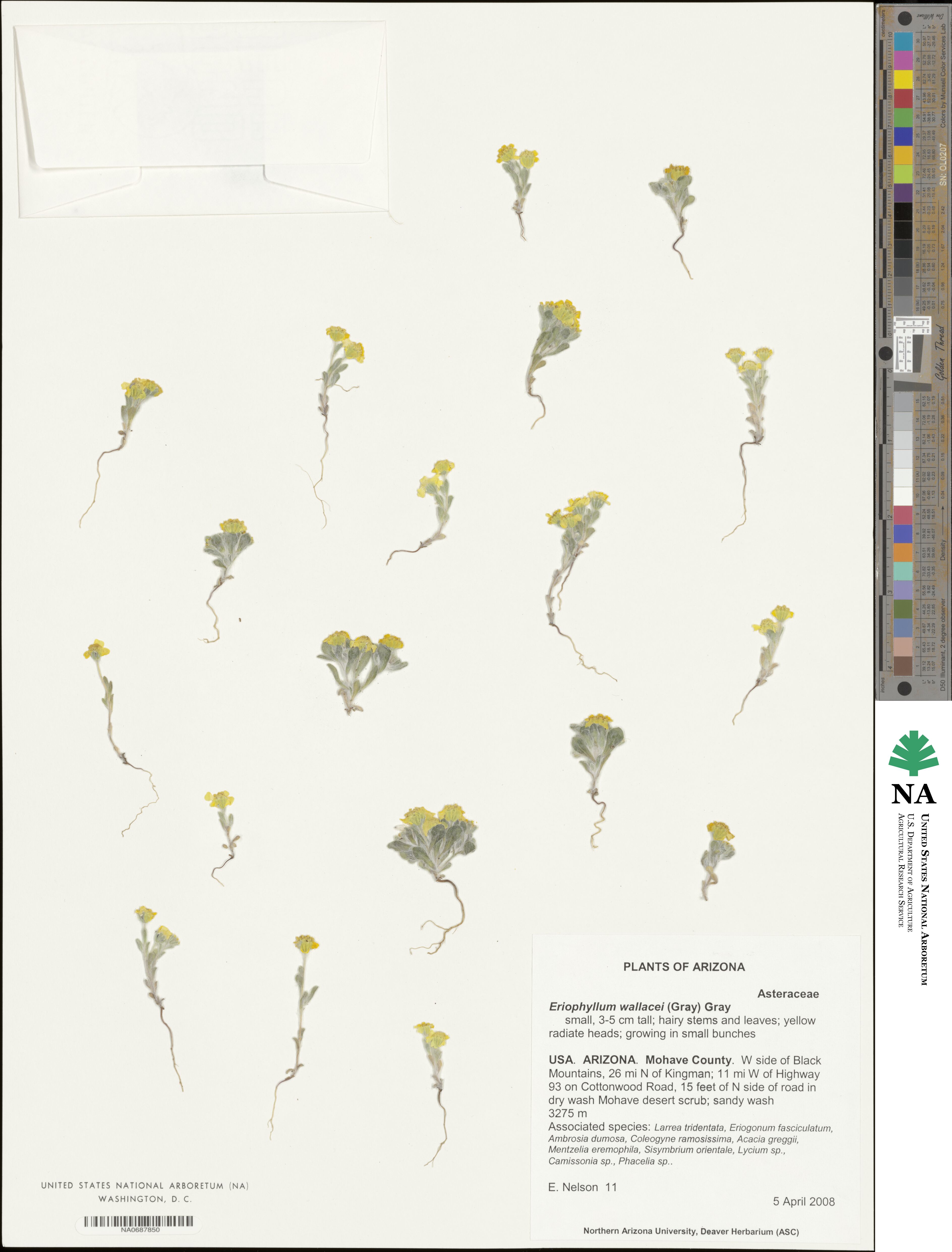 Eriophyllum wallacei image