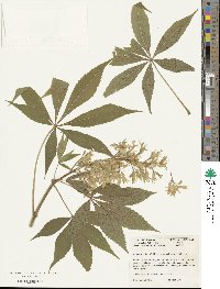 Aesculus glabra image