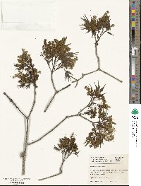 Fraxinus sieboldiana image