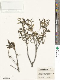 Quercus rugosa image