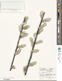 Salix chaenomeloides image