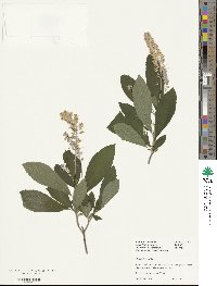 Clethra fargesii image