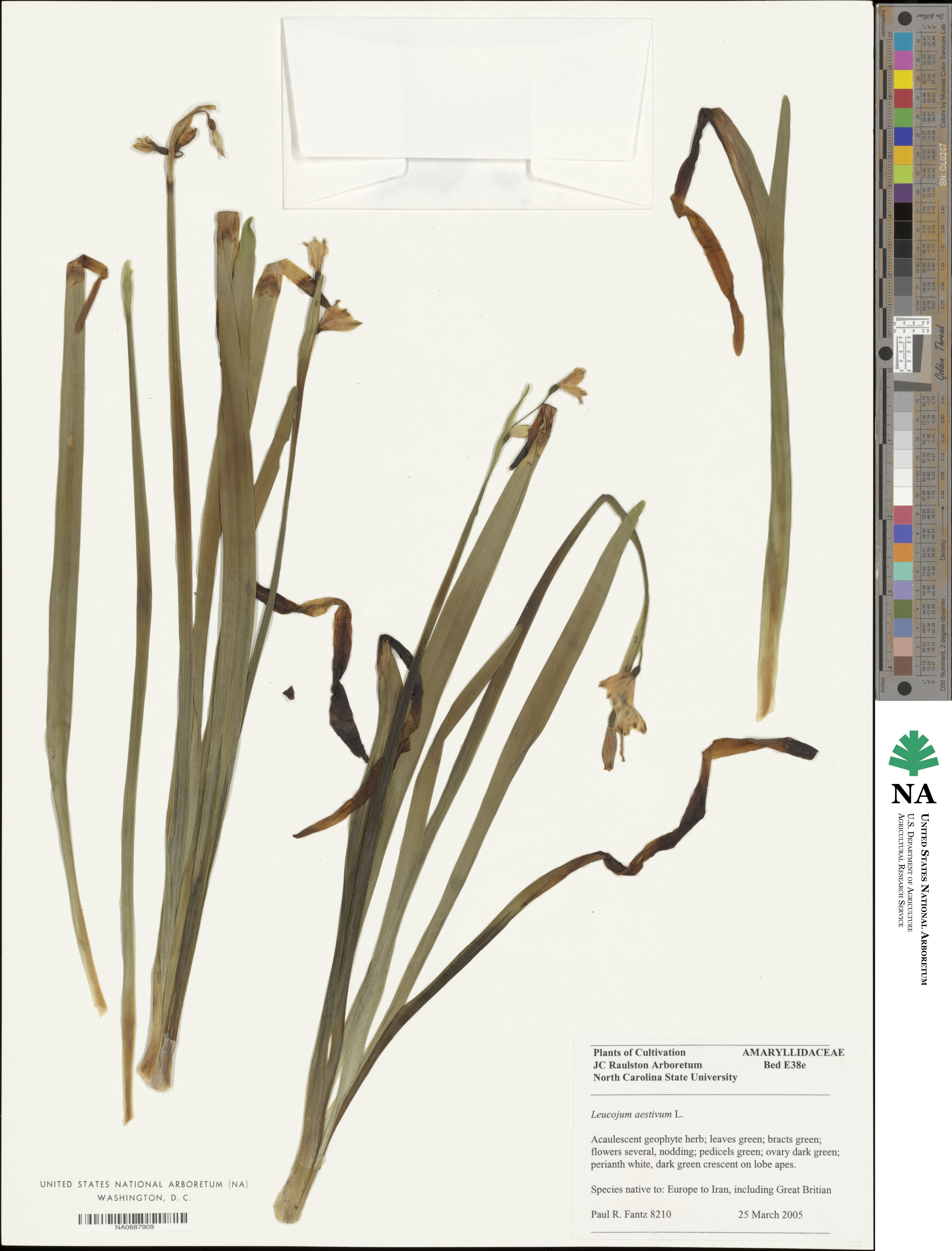 Leucojum aestivum image