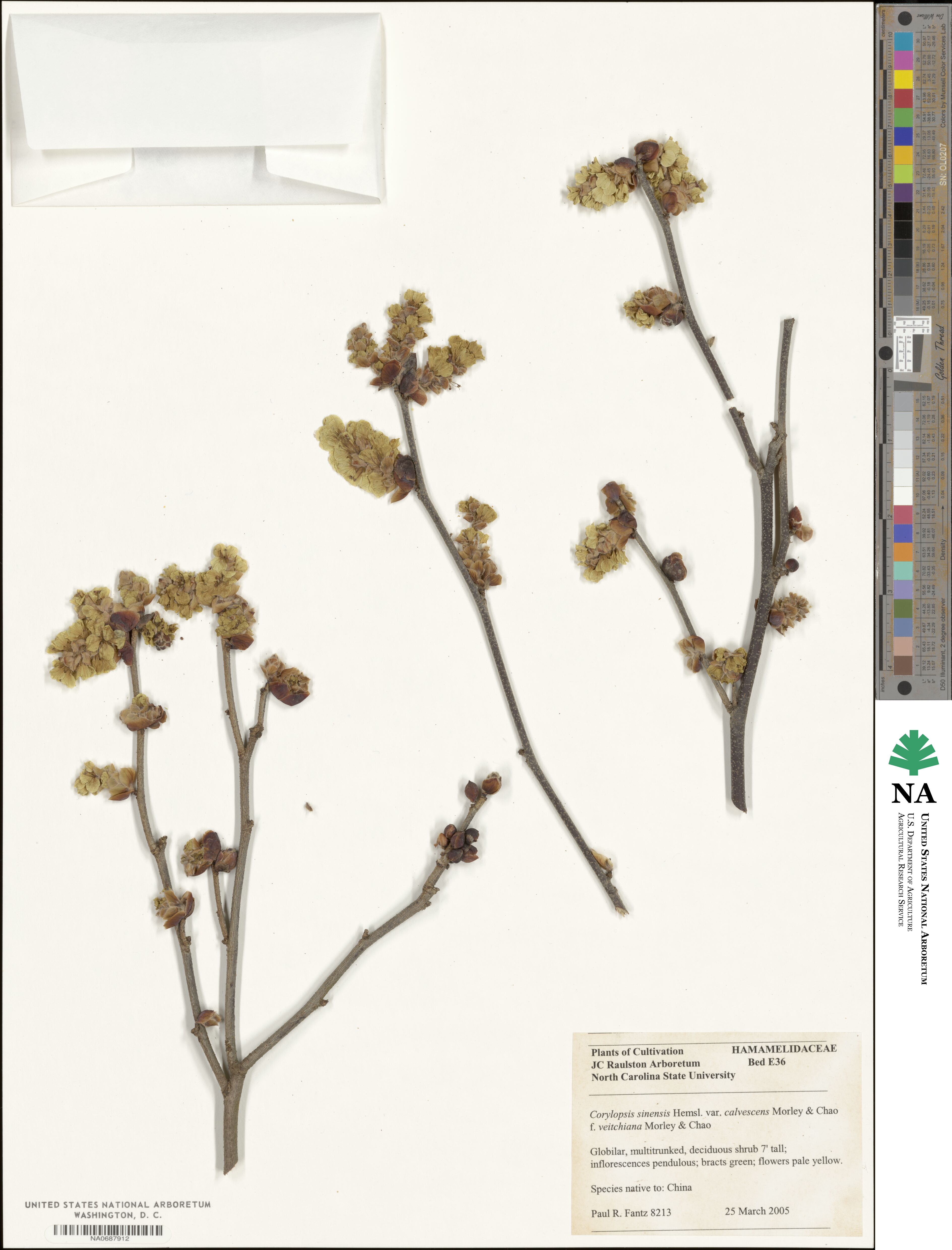 Corylopsis veitchiana image