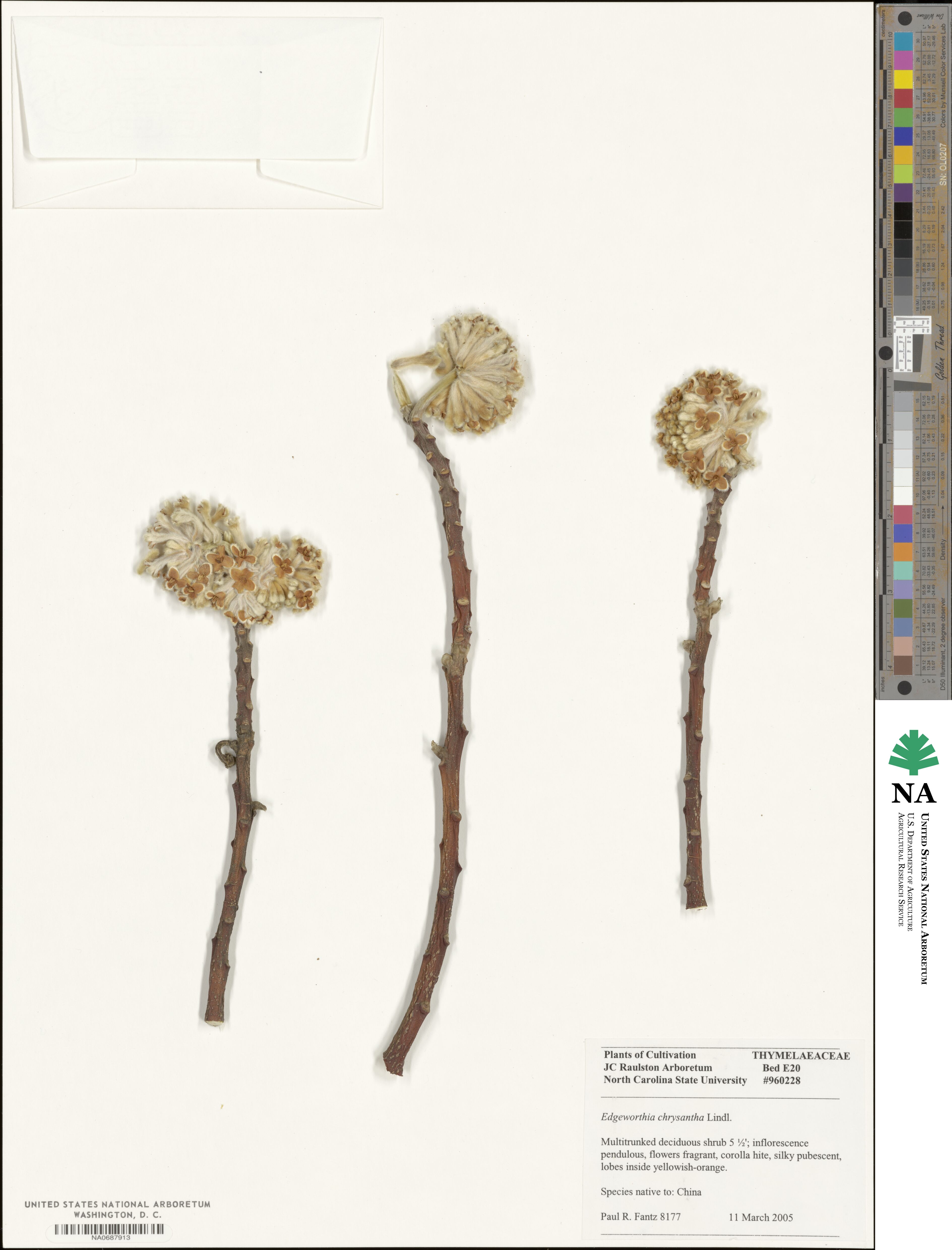 Edgeworthia chrysantha image