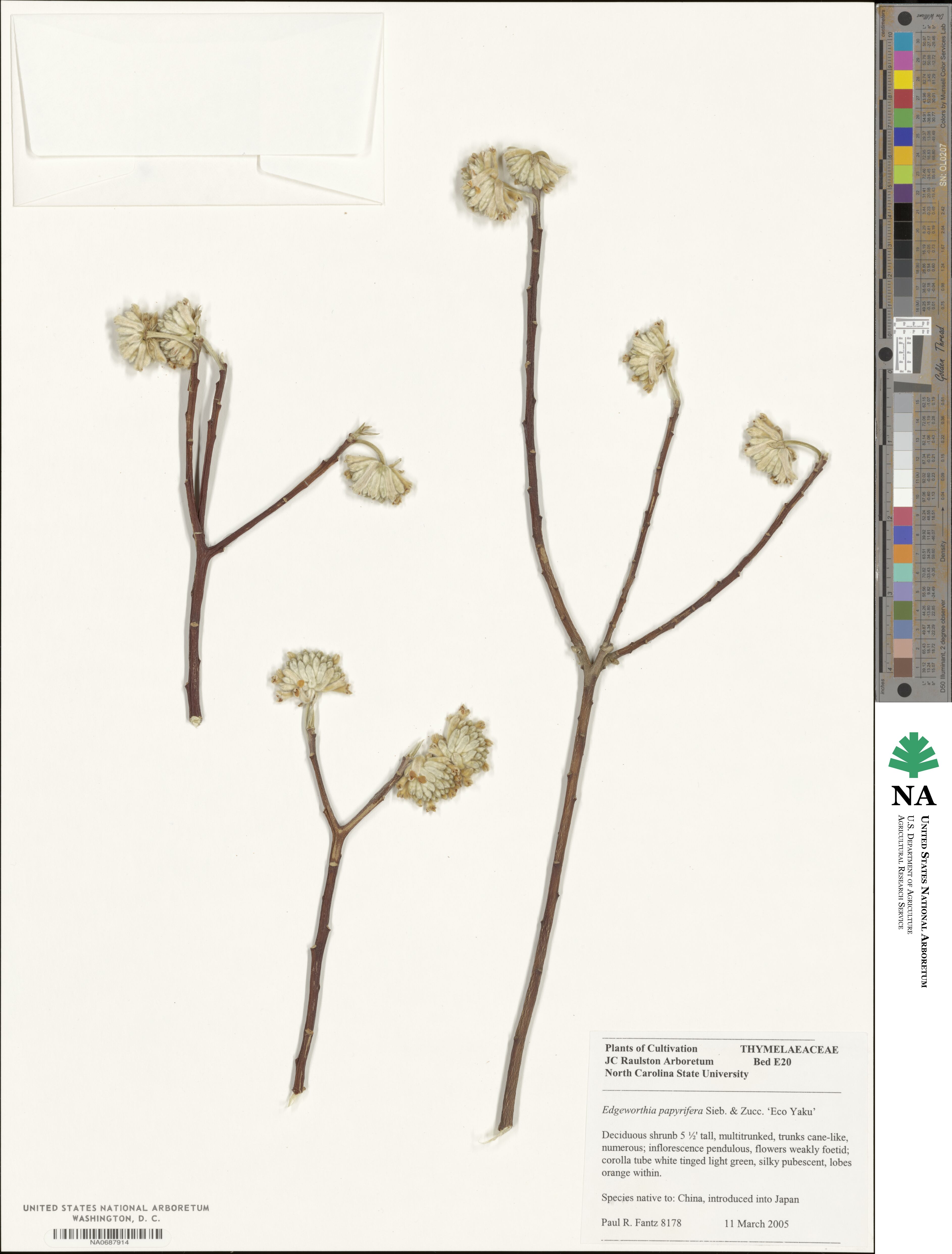 Edgeworthia chrysantha image