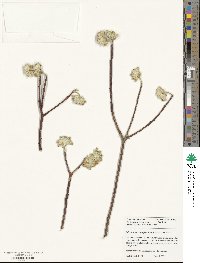 Edgeworthia chrysantha image