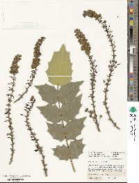 Mahonia japonica image