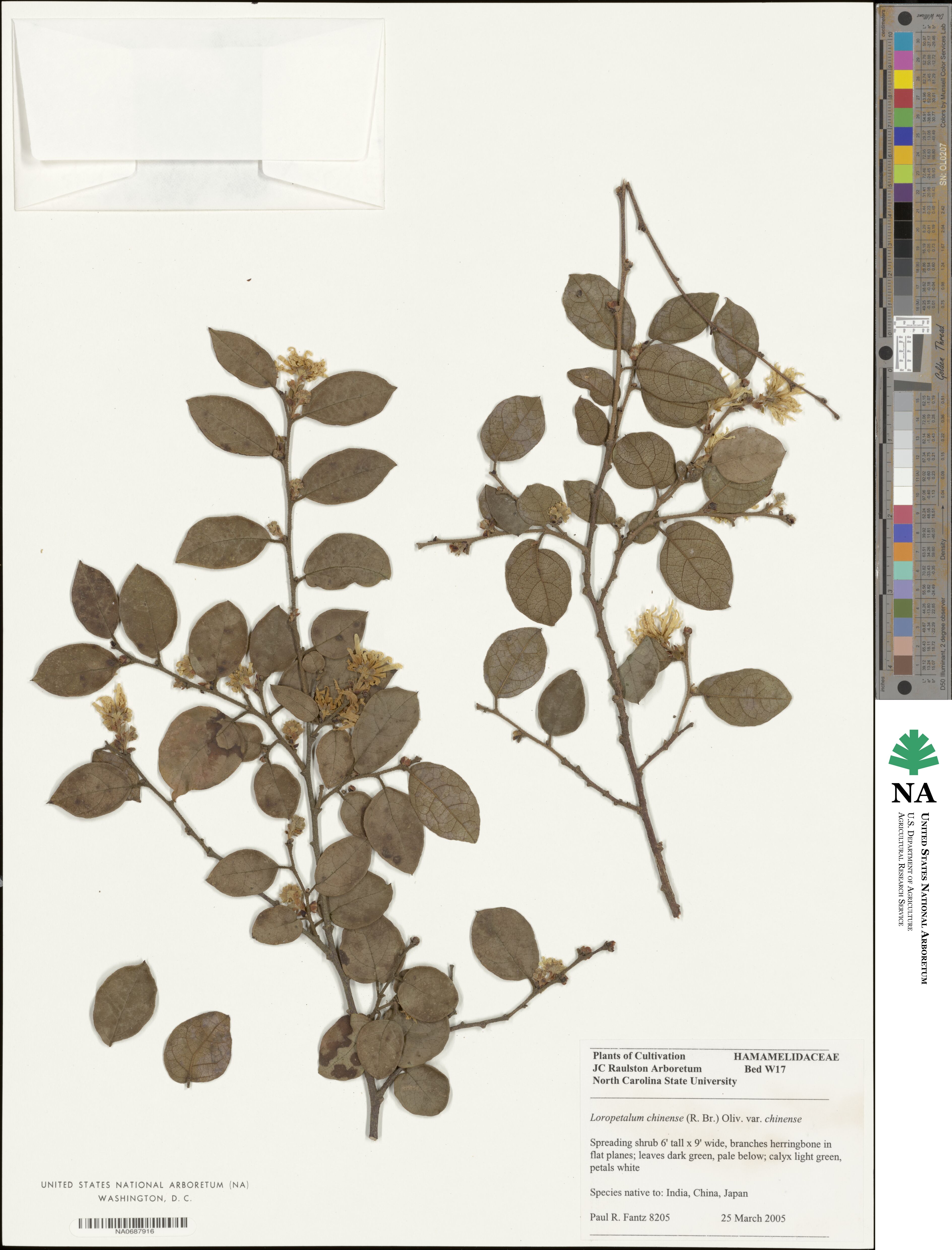 Loropetalum chinense image