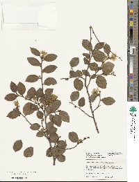 Loropetalum chinense image