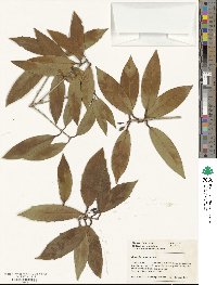 Osmanthus armatus image