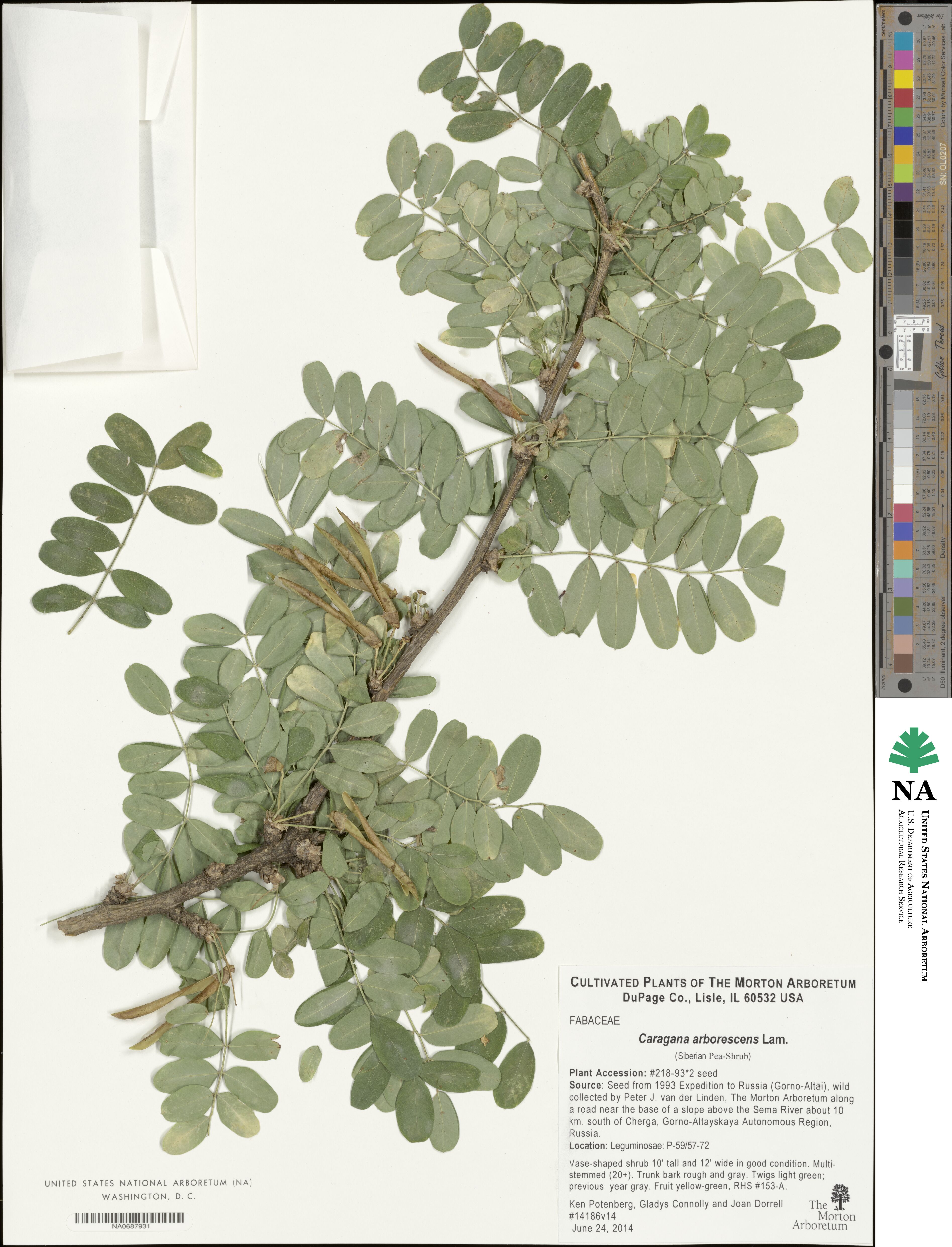 Caragana arborescens image