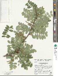 Caragana arborescens image