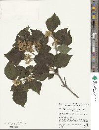 Viburnum erosum var. taquetii image