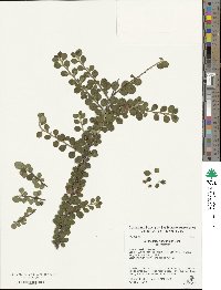 Cotoneaster horizontalis image