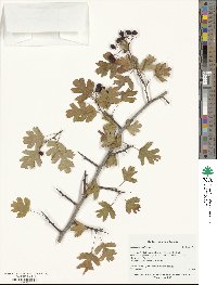 Crataegus pentagyna image