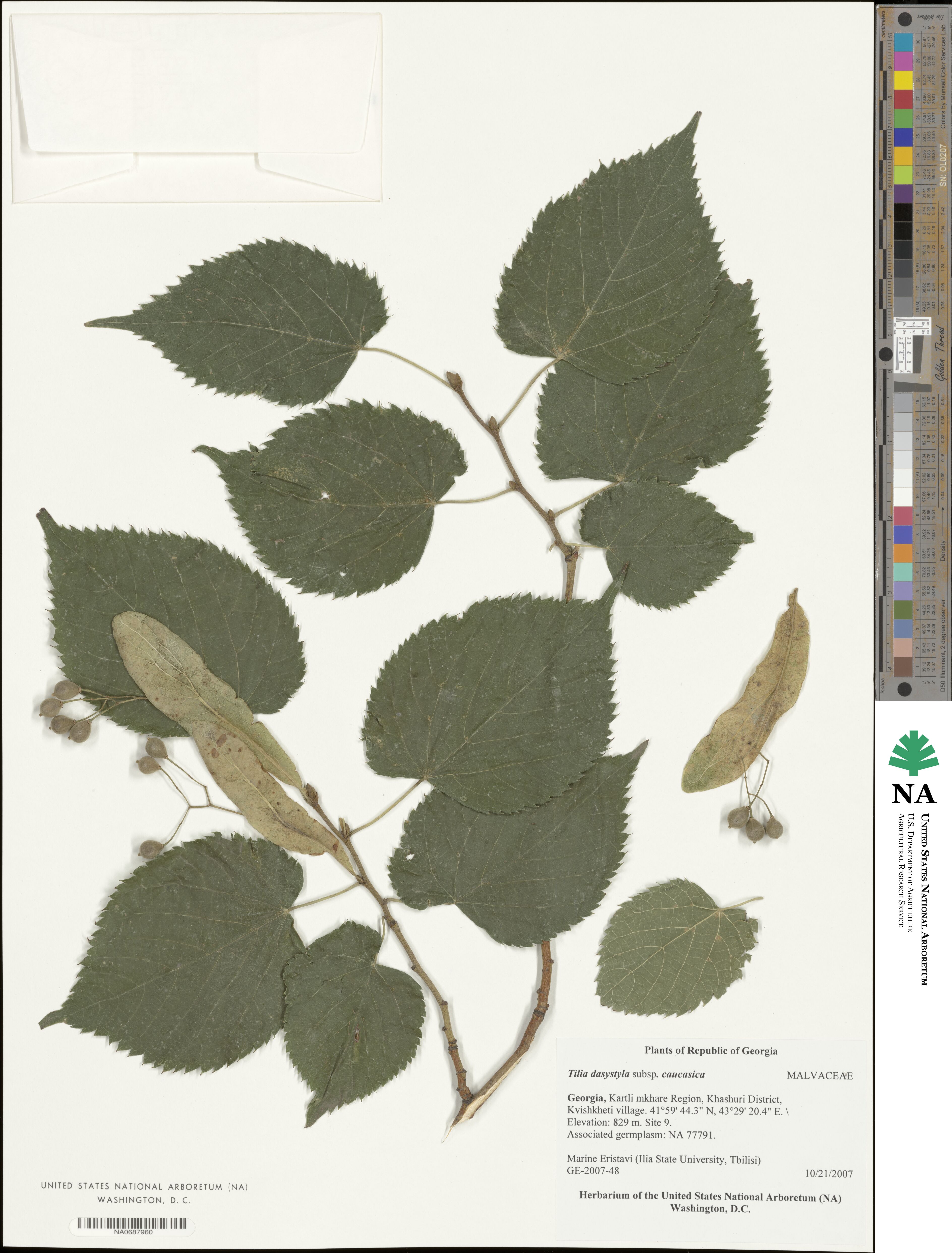 Tilia dasystyla image