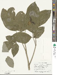 Paeonia macrophylla image