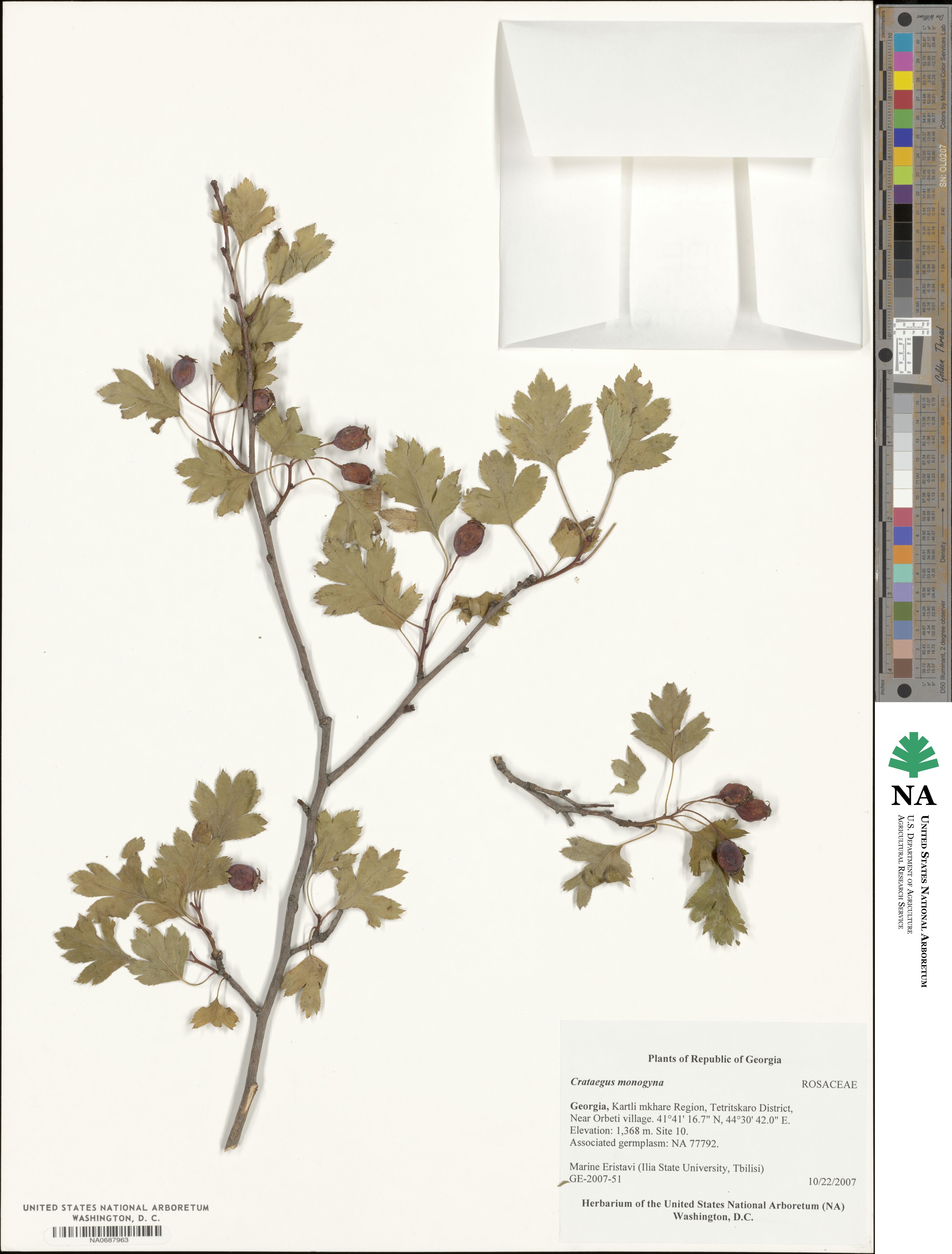 Crataegus monogyna image