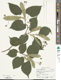 Tilia dasystyla subsp. caucasica image