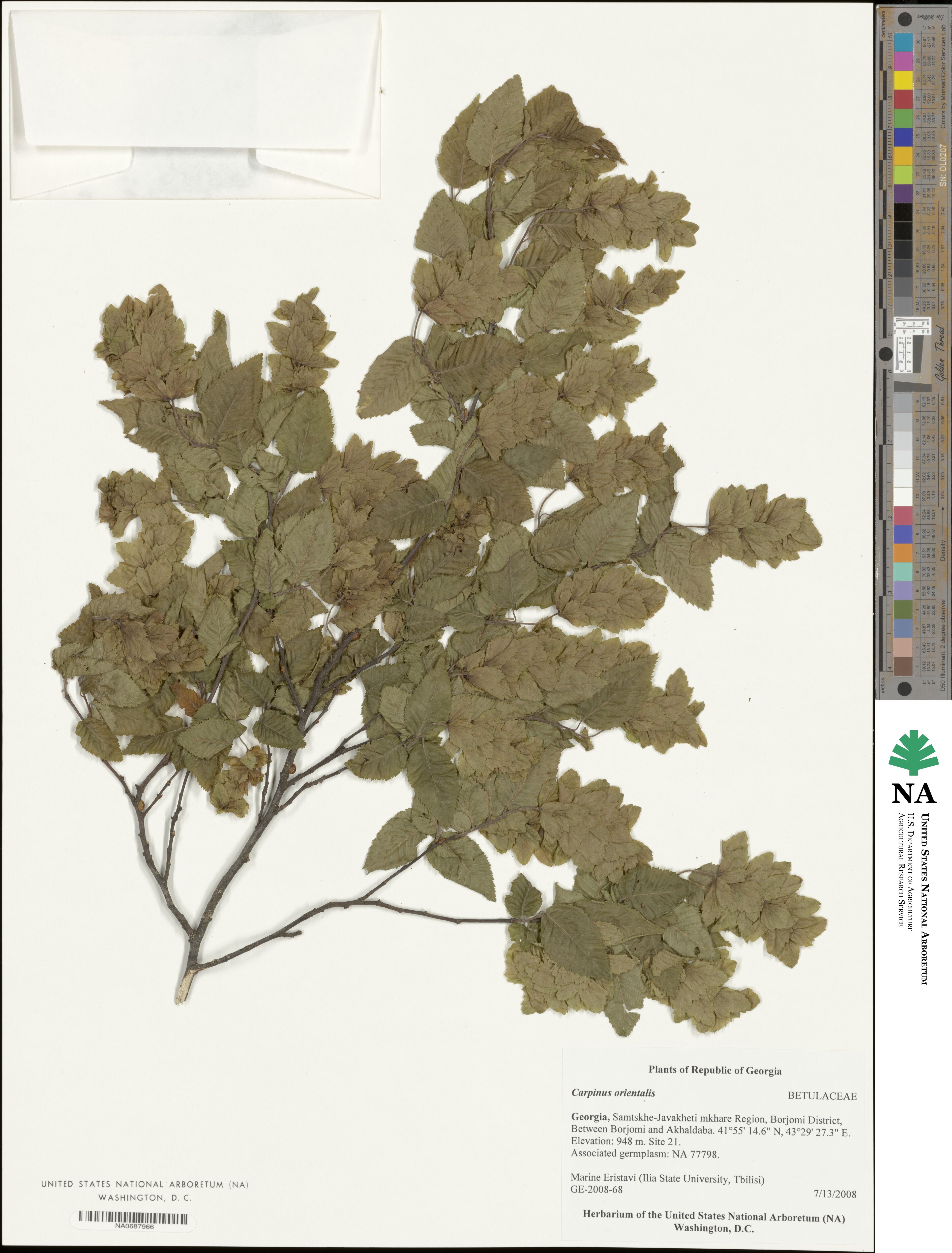 Carpinus orientalis image