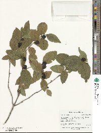 Lonicera caucasica image