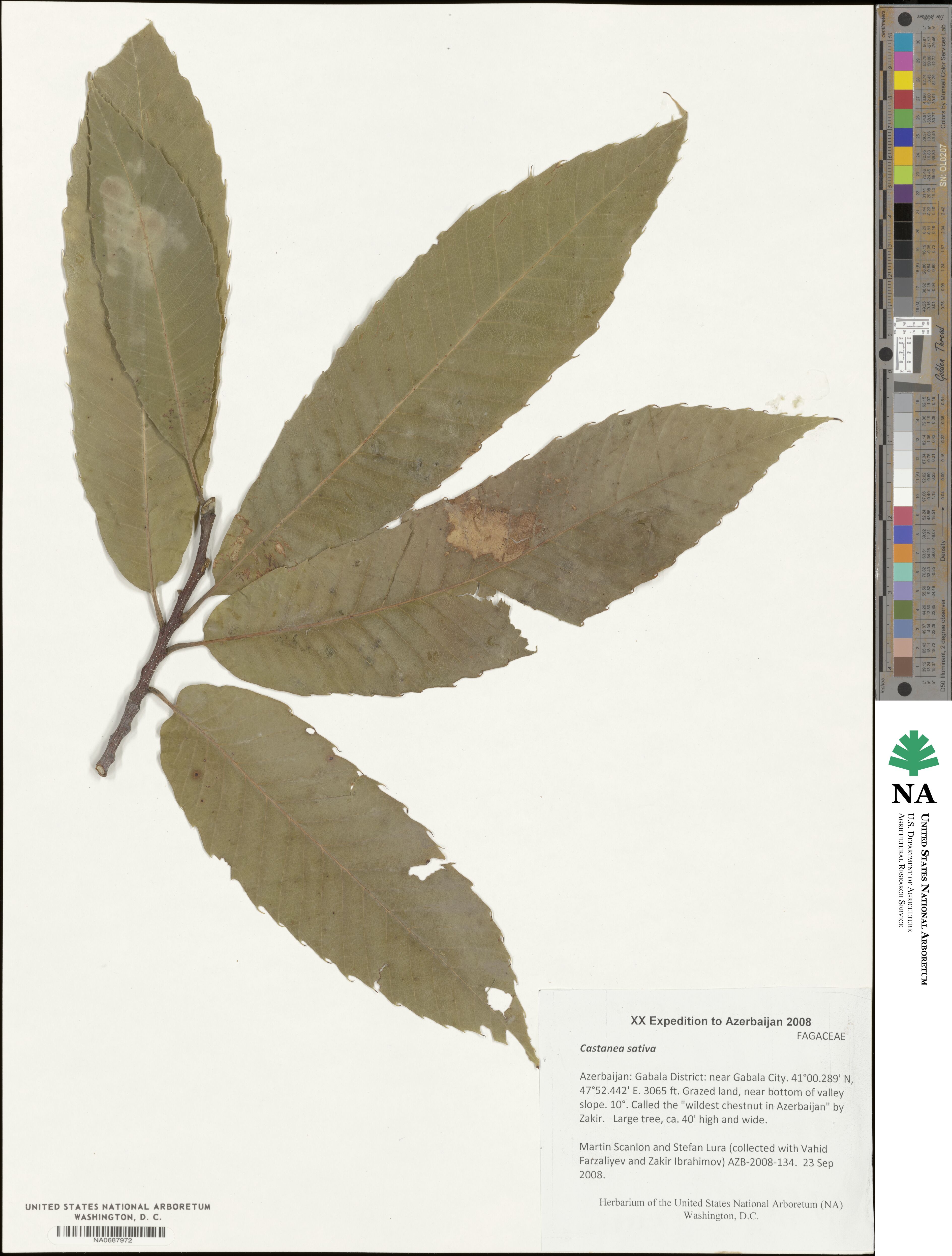 Castanea sativa image