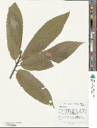 Castanea sativa image