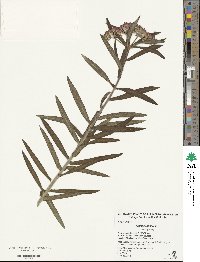 Asclepias tuberosa image