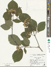 Viburnum wrightii image