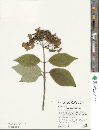 Hydrangea xanthoneura image