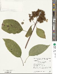 Hydrangea paniculata image