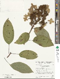 Hydrangea paniculata image