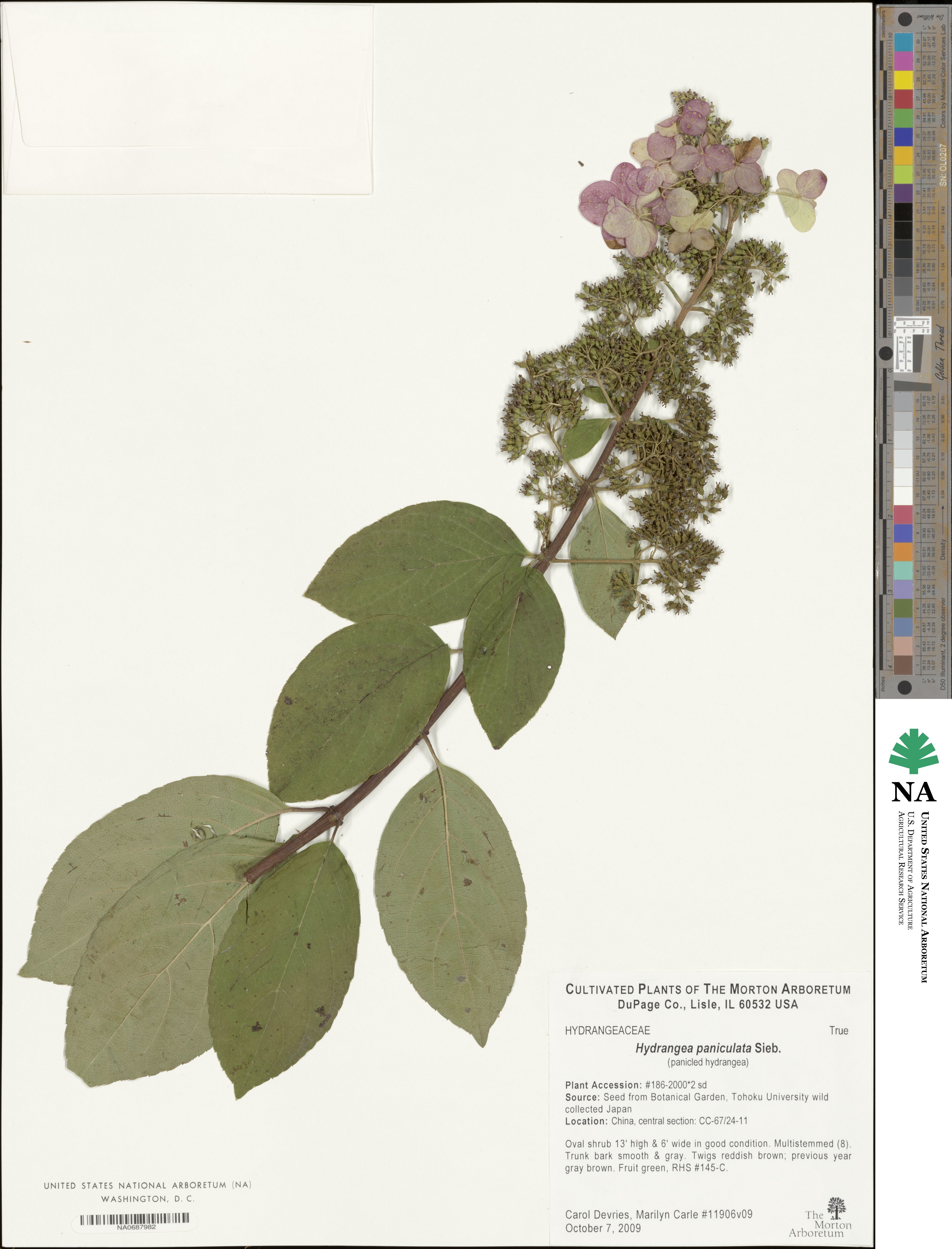 Hydrangea paniculata image