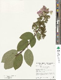 Hydrangea paniculata image