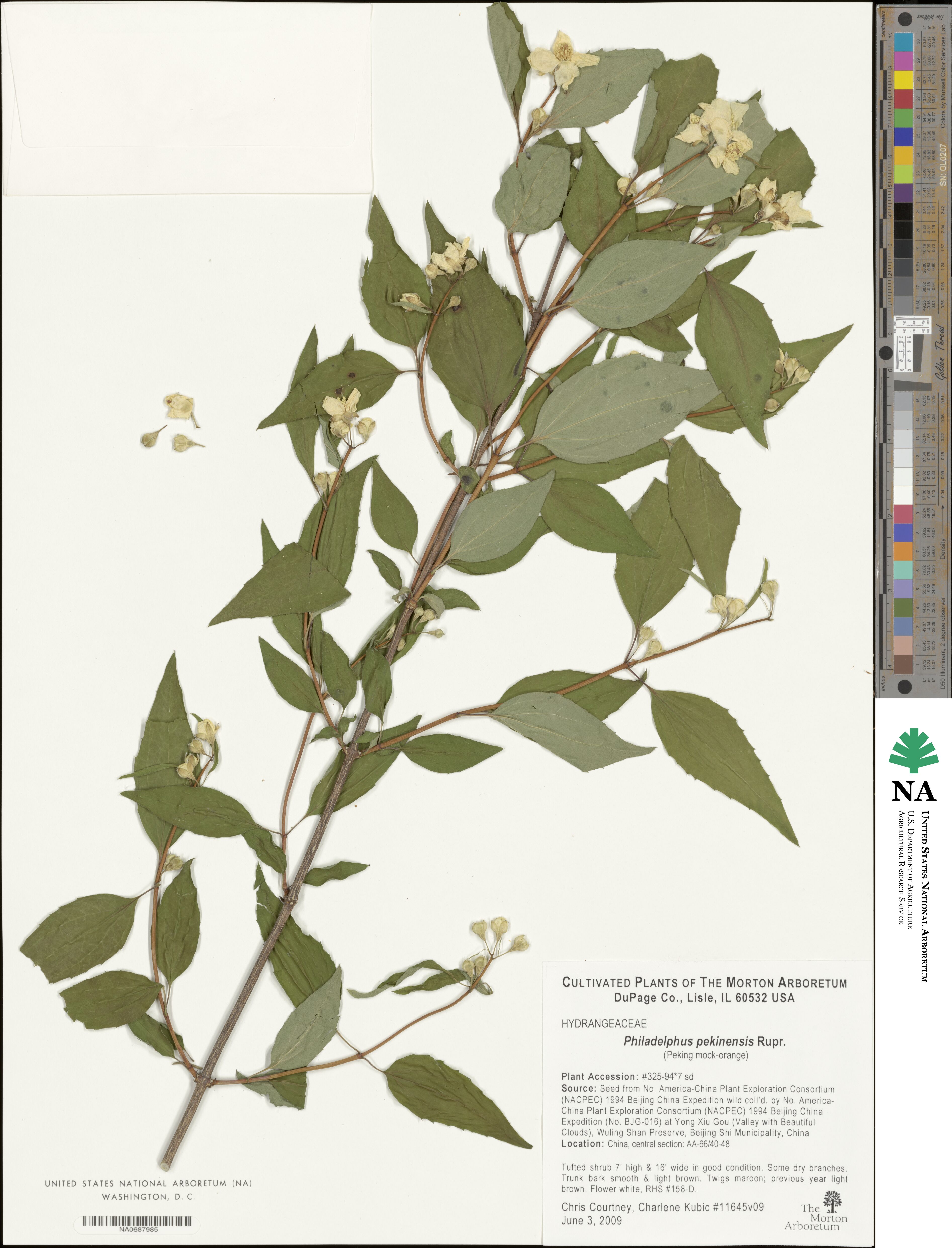 Philadelphus pekinensis image