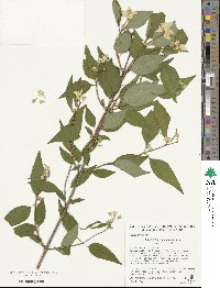 Philadelphus pekinensis image