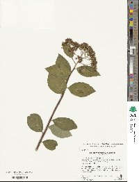 Spiraea fritschiana image