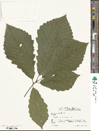 Quercus michauxii image