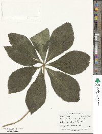 Helleborus orientalis image