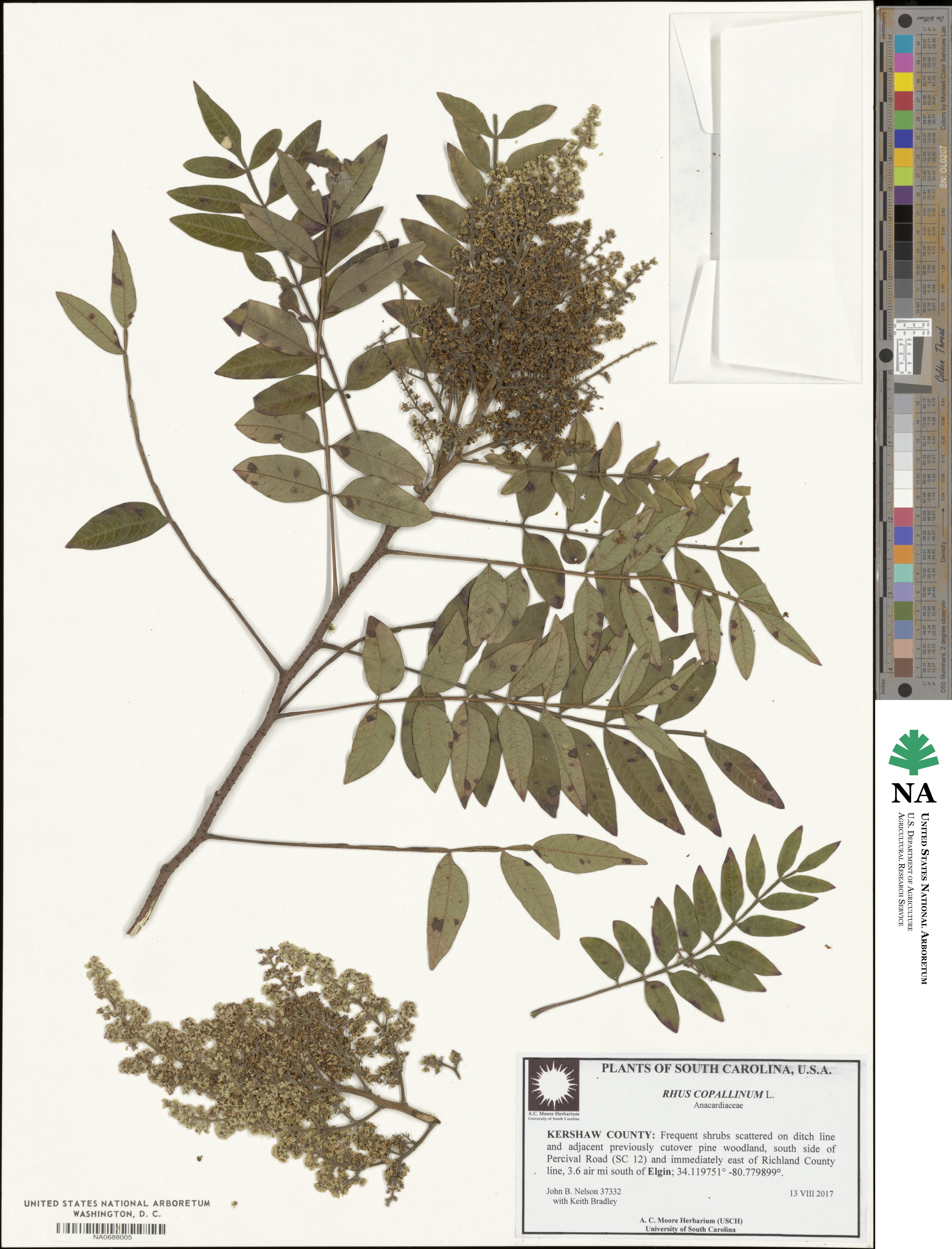 Rhus copallinum image