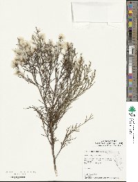 Baccharis angustifolia image