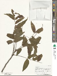 Juglans nigra image