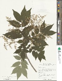 Meliosma oldhamii image