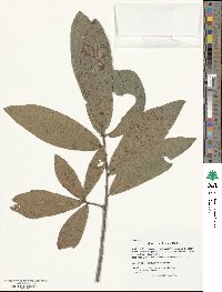 Quercus imbricaria image